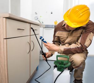 Brantford pest technician