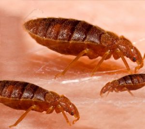 Bed Bugs