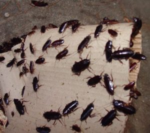 Cockroach Removal