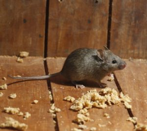 Rat Removal