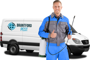 Brantford Pest Specialist