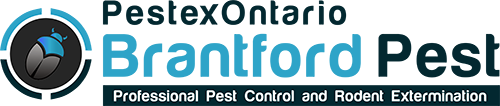 Brantford Pest