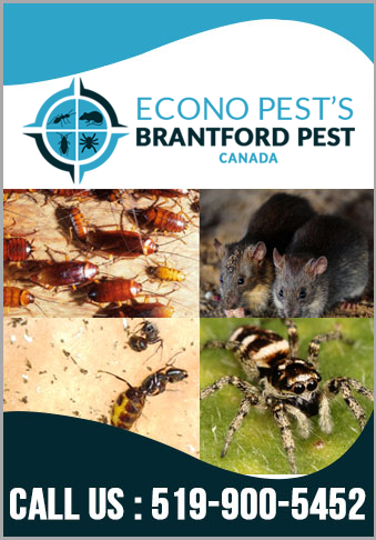 Pest Control Services