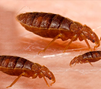 Close-up of adult bed bugs, the pest treated by our Brantford bed bug exterminators