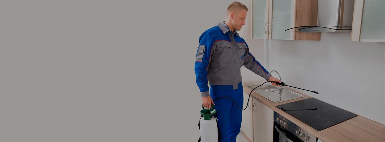Pest control technician applying a targeted treatment along kitchen baseboards in a Brantford home