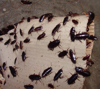 Cockroach infestation spreading across a kitchen surface