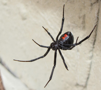 Black widow spider with red markings hanging in its web