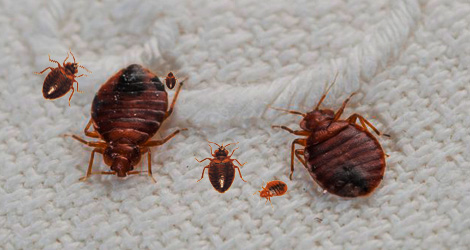 Bed bugs and nymphs on mattress fabric, a sign you need bed bug treatment in Brantford