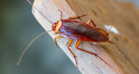 Reddish-brown cockroach on a wooden board, a common call for cockroach removal in Brantford