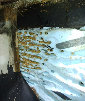 Carpenter ant nest inside foam insulation in a wall cavity