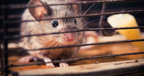 Mouse behind a wire live-catch trap used for rodent control in Brantford