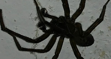 Large dark house spider indoors, treated by spider control in Brantford