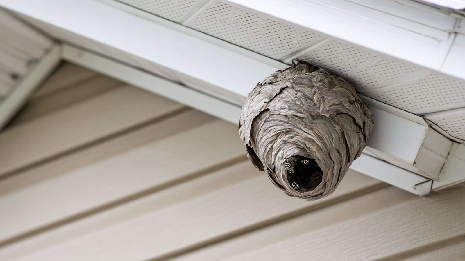 Grey paper hornet nest hanging under the eaves of a house in Brantford, Ontario